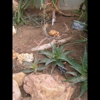Aloe saponaria (fam Asphodelacees) (Afr. du sud) (Lyon, Parc de la tete d'or) (1)